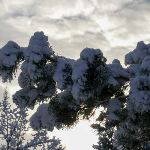 Photo #11768094
