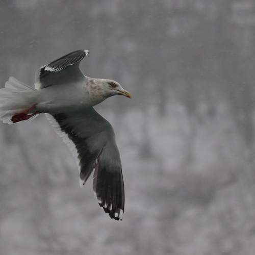 Photo #11768738