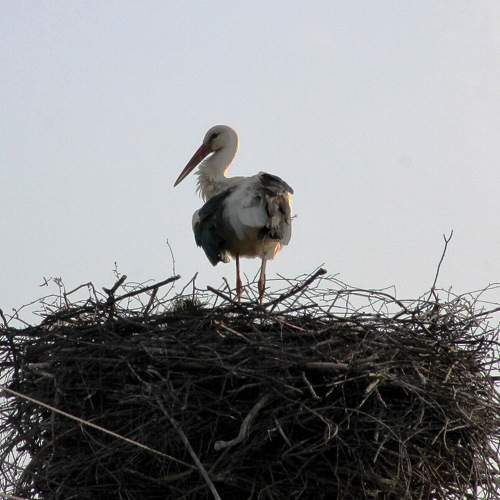 Photo #11769542