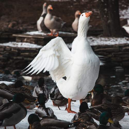 Grace and beauty in feathers.