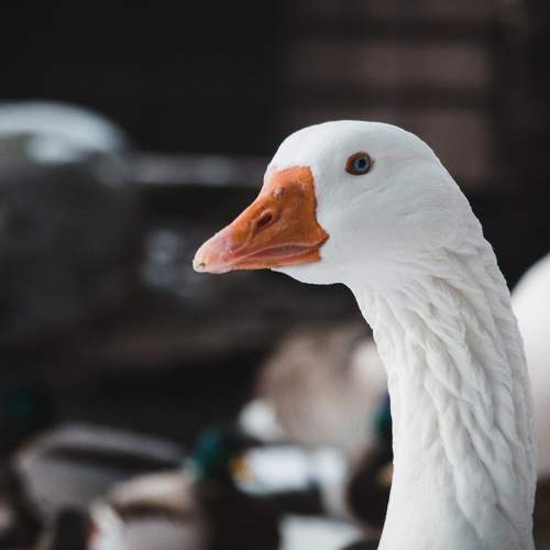 Swans hibernate
