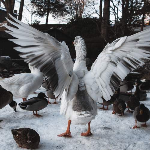 Swan Lake