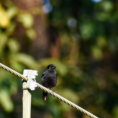 Photo #11770230