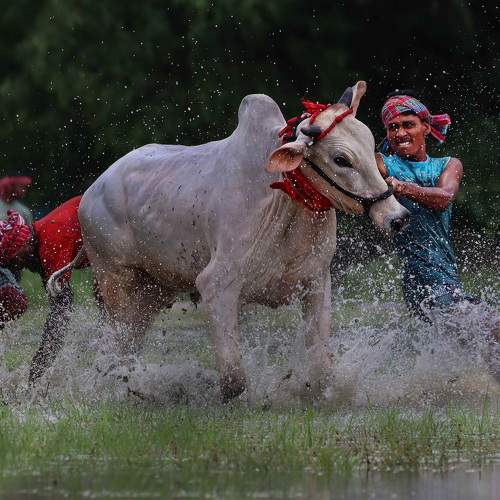 Moichhara...An unique Cattle race Festival of India