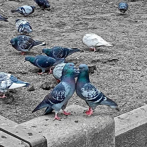 Photo #11770947