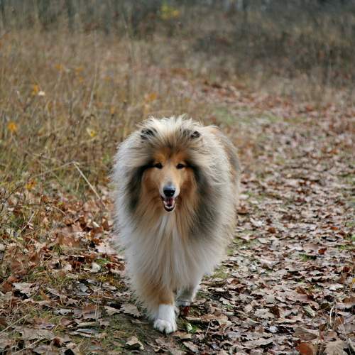 Photo #11771003