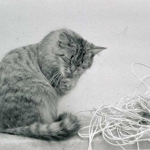 Photo #11771142