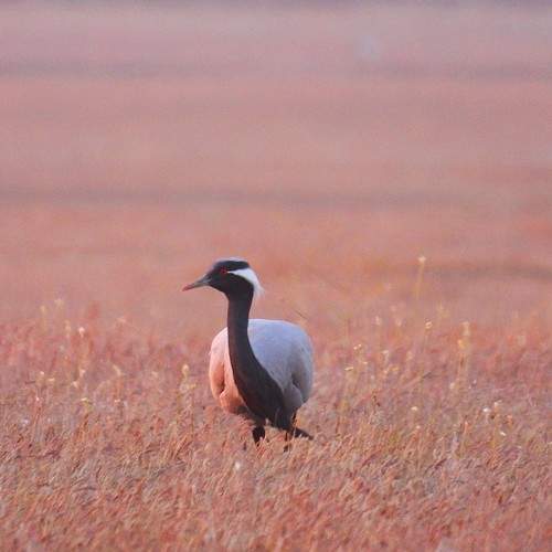 Photo #11771574