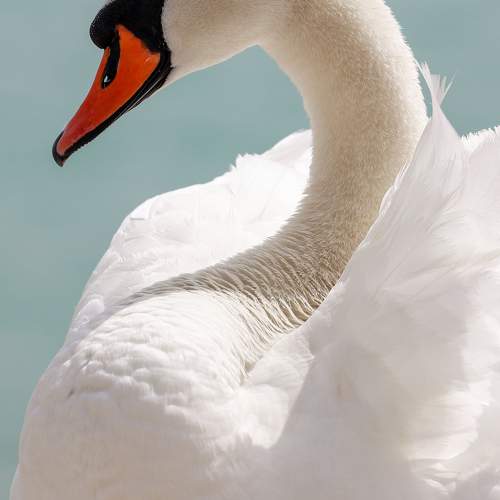 Фотография #11772493