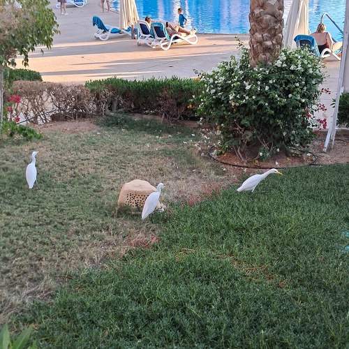 Photo #11773385