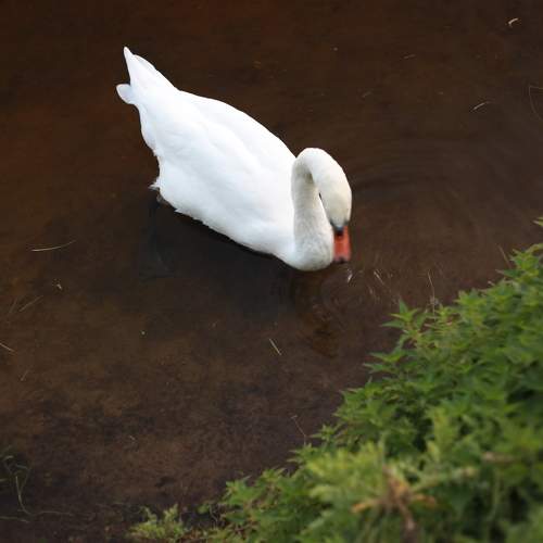 Photo #11773629