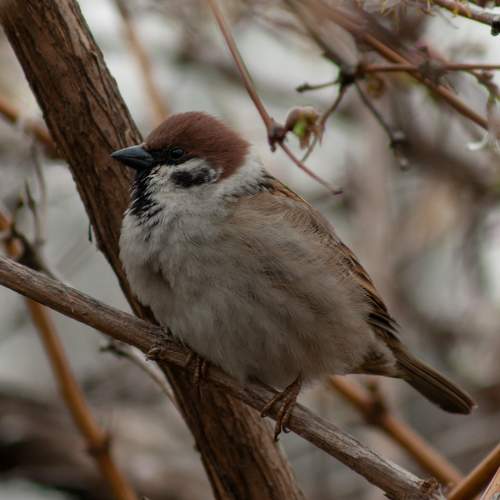 Photo #11773821