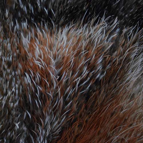 Moth wing