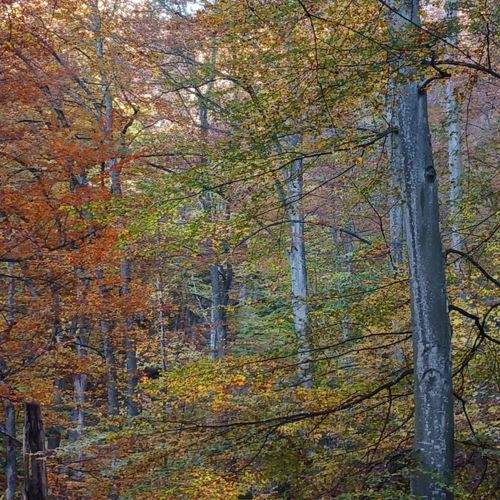 Photo #11774879