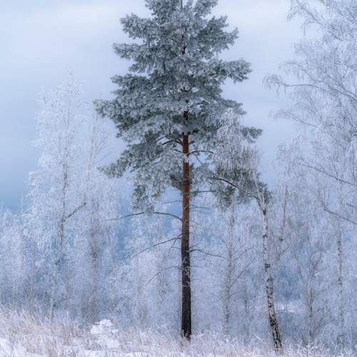 Photo #11775333