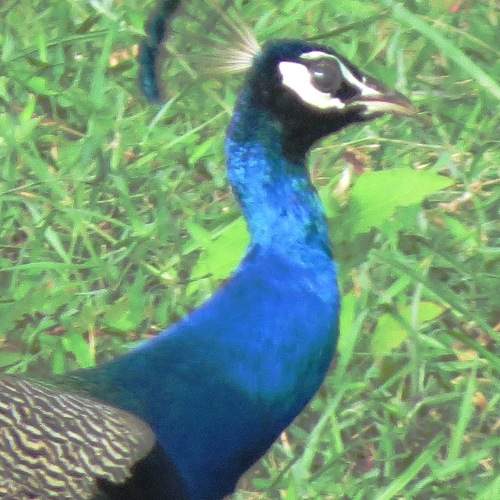 Photo #11776234
