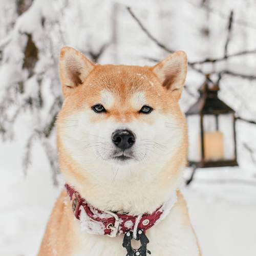 Photo #11777744
