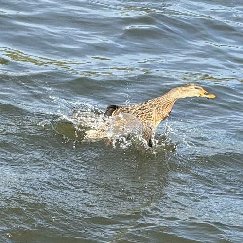 Photo #11777777