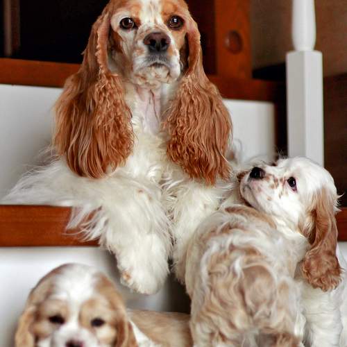Photo #11778447