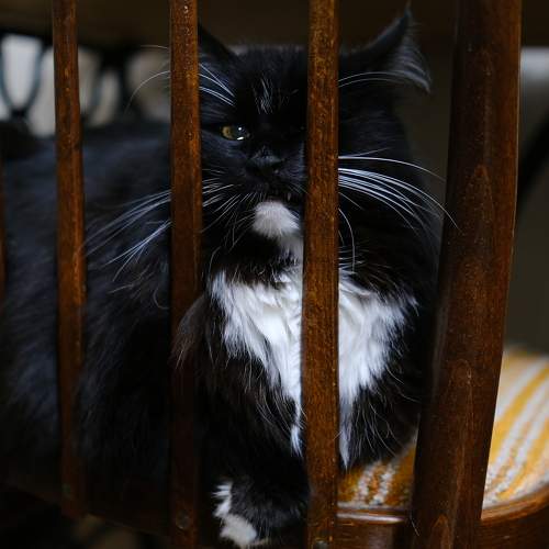 Photo #11778966