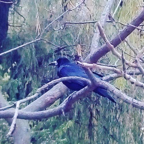 Photo #11779142