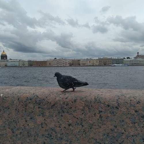 Photo #11779462
