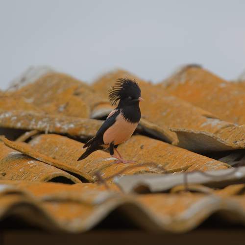 Photo #11779464