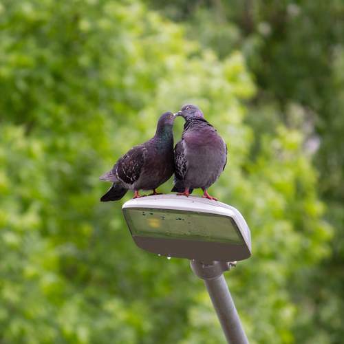 Photo #11779566