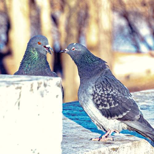 Photo #11780589