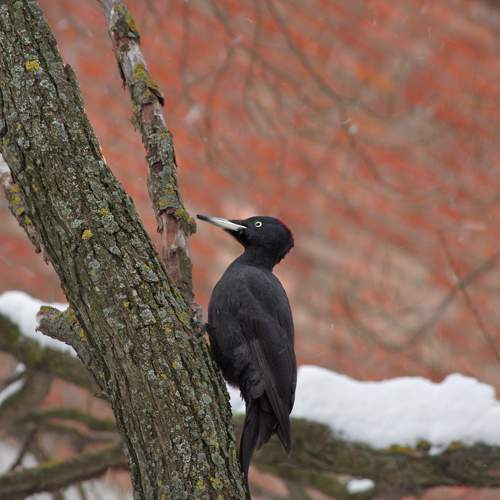 Photo #11780710