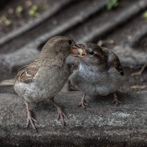 Photo #11781153