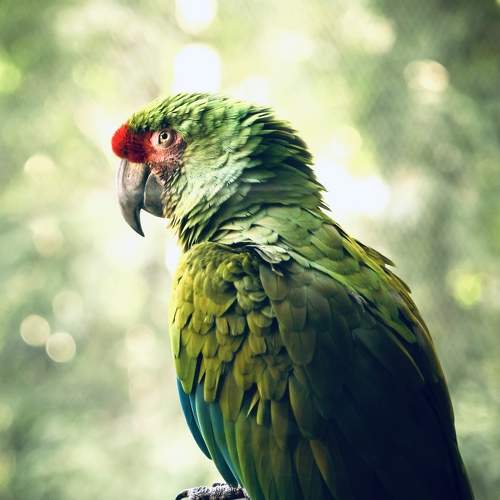 Thinking to Fly.