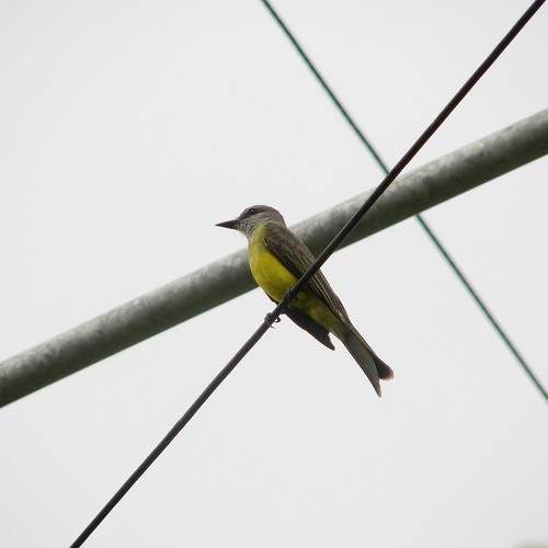 Photo #11781701
