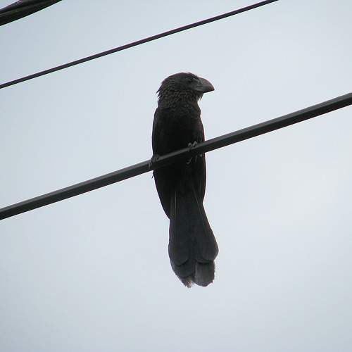 Photo #11782069