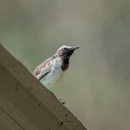 Photo #11782554