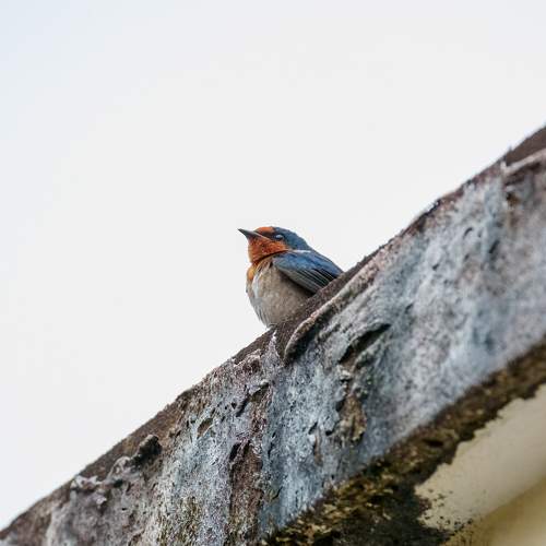 Photo #11782555