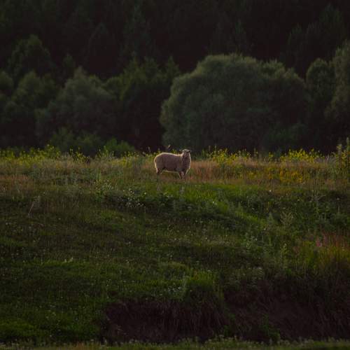 Photo #11782702