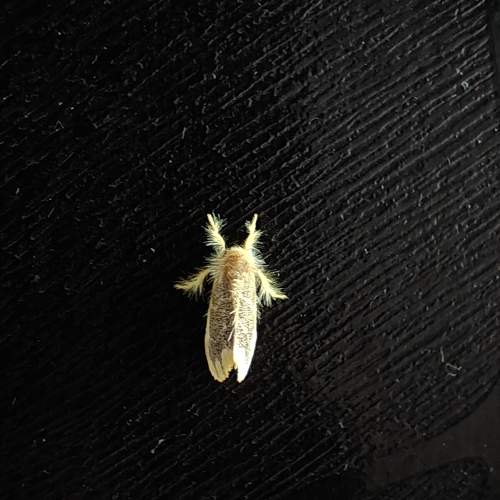 Photo #11782862