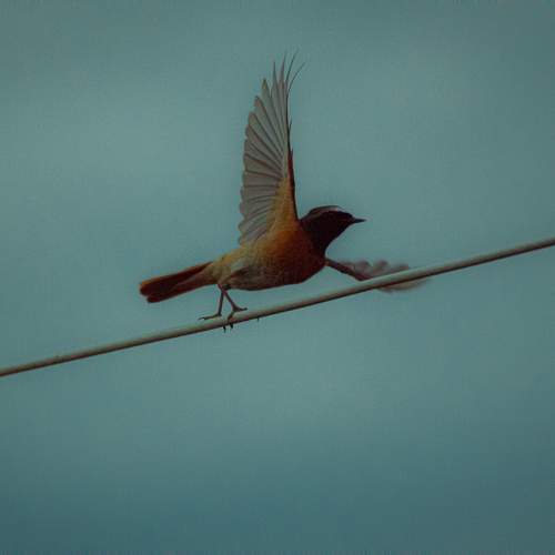 Photo #11783597