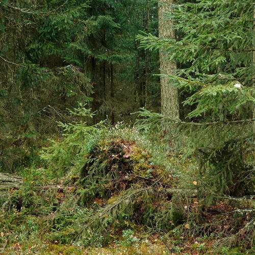 Photo #11783725