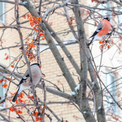Photo #11783998