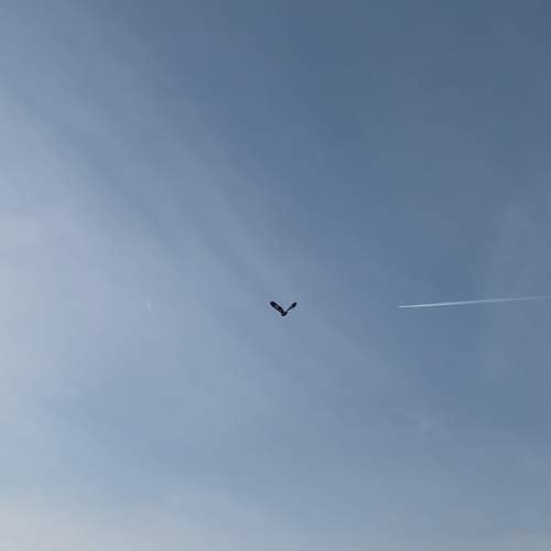 Photo #11784196