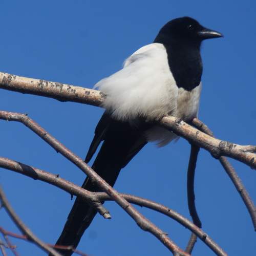 Photo #11784282