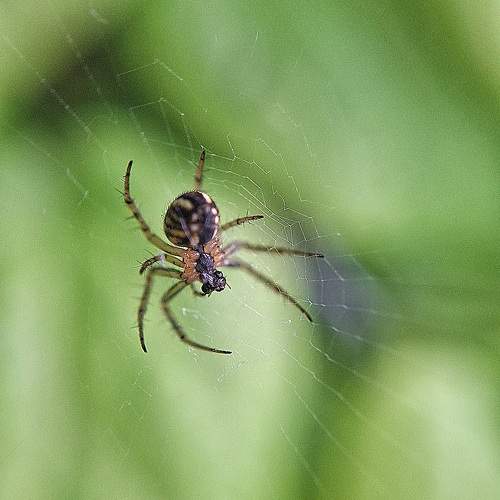 Photo #11784983