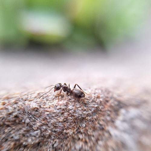 Photo #11784997