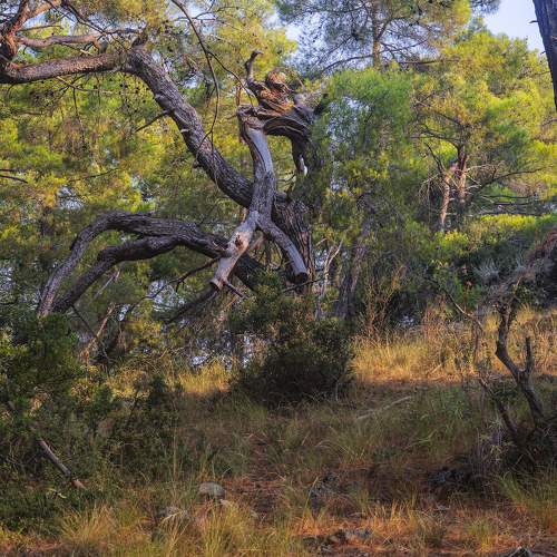 Photo #11785306