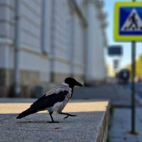 Photo #11785372