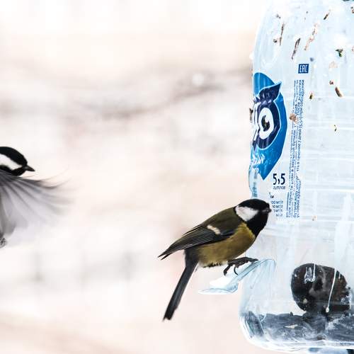 Photo #11785432