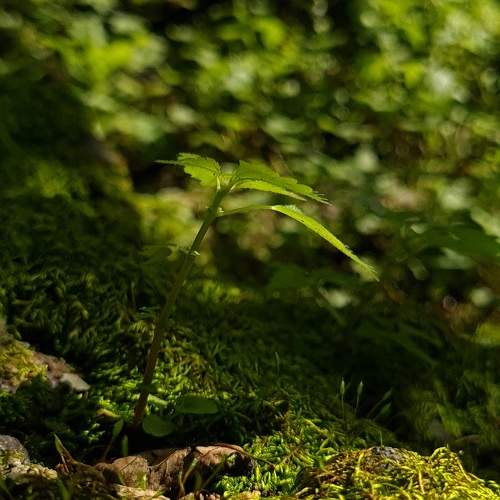Photo #11785921