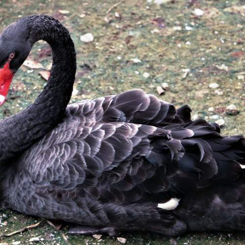 Photo #11785957